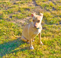 Sadie