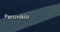 Perovskia