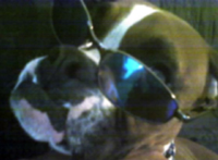 Seech